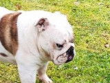 Un Bulldog Anglais mâle bicolore à céder, LOF