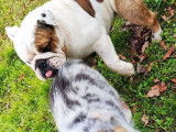 Un Bulldog Anglais mâle bicolore à céder, LOF
