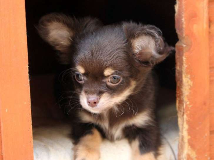 5 chiots Chihuahuas LOF à vendre