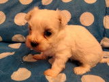 À réserver : un chiot Bichon Maltais blanc mâle LOF