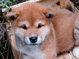 À vendre : 2 chiots Shiba Inus bicolores LOF