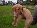 3 chiots Labradors mâles sable à céder, LOF