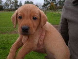 3 chiots Labradors mâles sable à céder, LOF