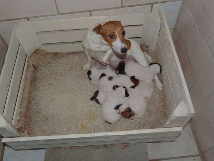 Réservation de 7 chiots Jack Russell Terriers (non LOF)