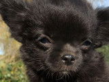 À vendre : 4 chiots Chihuahuas LOF