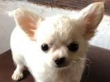 À vendre : 4 chiots Chihuahuas LOF