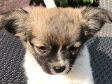À vendre : 4 chiots Chihuahuas LOF