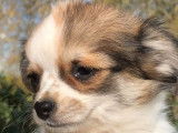 À vendre : 4 chiots Chihuahuas LOF