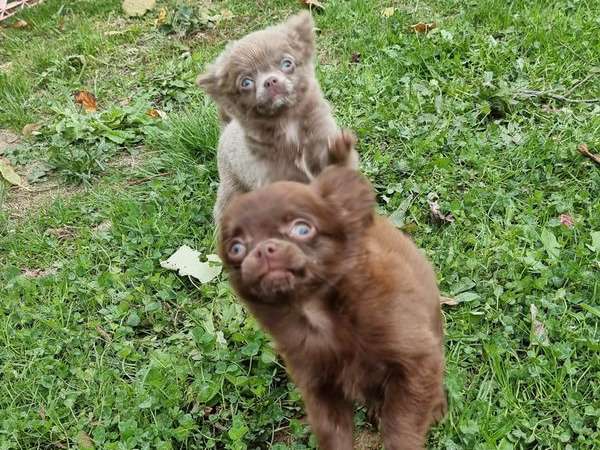 2 chiots Chihuahuas LOF disponibles à la vente
