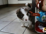 Chiots mâles Border Collie avec pedigree FCI ( LOSH)