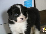 Chiots mâles Border Collie avec pedigree FCI ( LOSH)
