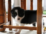 Chiots mâles Border Collie avec pedigree FCI ( LOSH)