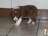 Chiots mâles Border Collie avec pedigree FCI ( LOSH)