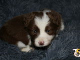 Chiots mâles Border Collie avec pedigree FCI ( LOSH)