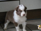 Chiots mâles Border Collie avec pedigree FCI ( LOSH)