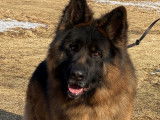 M&acirc;le berger allemand poil long