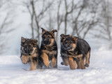 Chiots Berger Allemand enregistr&eacute;s au CCC &agrave; na&icirc;tre