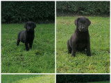 Chiots Labrador noirs à vendre