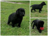 Chiots Labrador noirs à vendre