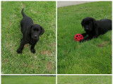Chiots Labrador noirs à vendre