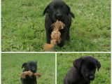 Chiots Labrador noirs à vendre
