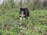 À vendre : un chiot femelle Akita Inu LOF bringée
