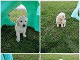 Chiots Golden Retriever LOF &agrave; vendre
