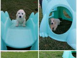 Chiots Golden Retriever LOF &agrave; vendre