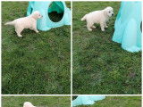 Chiots Golden Retriever LOF &agrave; vendre