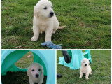 Chiots Golden Retriever LOF &agrave; vendre