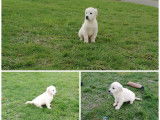 Chiots Golden Retriever LOF &agrave; vendre