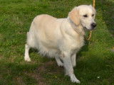 Chiots Golden Retriever LOF &agrave; vendre