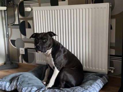 Un chien Amstaff LOF de 16 mois au pelage noir et blanc à acheter