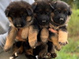 À réserver : 2 chiots Bergers Allemands LOF au pelage fauve et noir