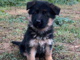 À réserver : 2 chiots Bergers Allemands LOF au pelage fauve et noir