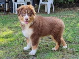 À vendre : un chiot mâle Berger Australien LOF tricolore