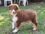 À vendre : un chiot mâle Berger Australien LOF tricolore