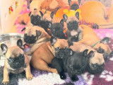 R&eacute;servation de chiots Bouledogues Fran&ccedil;ais (LOF)