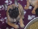R&eacute;servation de chiots Bouledogues Fran&ccedil;ais (LOF)