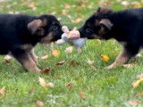 Vente de 2 chiots Bergers Allemands m&acirc;les noir et fauve bring&eacute;s (LOF)