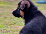 Vente de 2 chiots Bergers Allemands m&acirc;les noir et fauve bring&eacute;s (LOF)