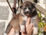 Réservation pour 5 chiots Akitas LOF