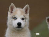 2 chiots Husky de Sibérie LOF à vendre