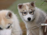 2 chiots Husky de Sibérie LOF à vendre