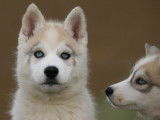 2 chiots Husky de Sibérie LOF à vendre