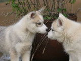 2 chiots Husky de Sibérie LOF à vendre