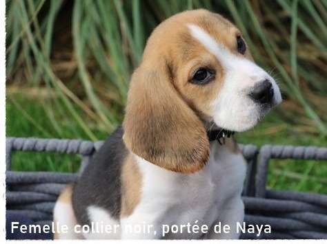 Chiots Beagles tricolores LOF disponibles à la vente