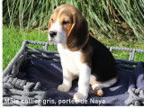 Chiots Beagles tricolores LOF disponibles à la vente