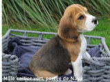 Chiots Beagles tricolores LOF disponibles à la vente