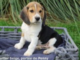 Chiots Beagles tricolores LOF disponibles à la vente